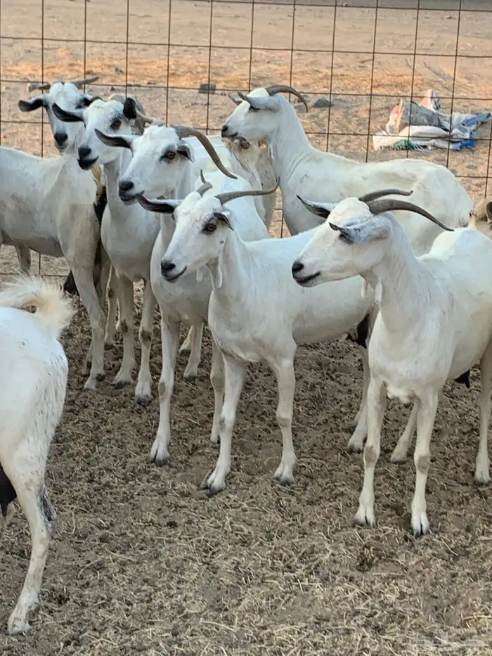 للبيع معزا بيشيات مواليد( تم البيع 1