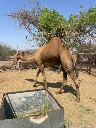 بعير للبيع index