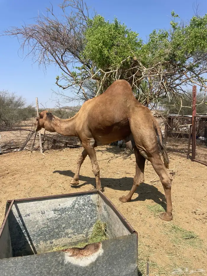 بعير للبيع 1