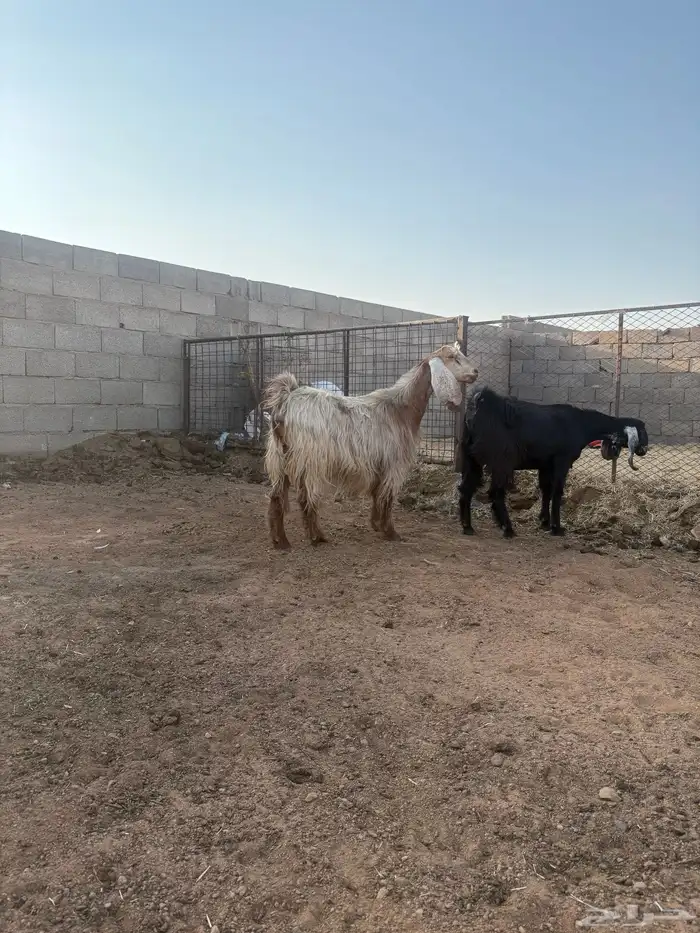 معزا دفيع رباع وجذعه 4