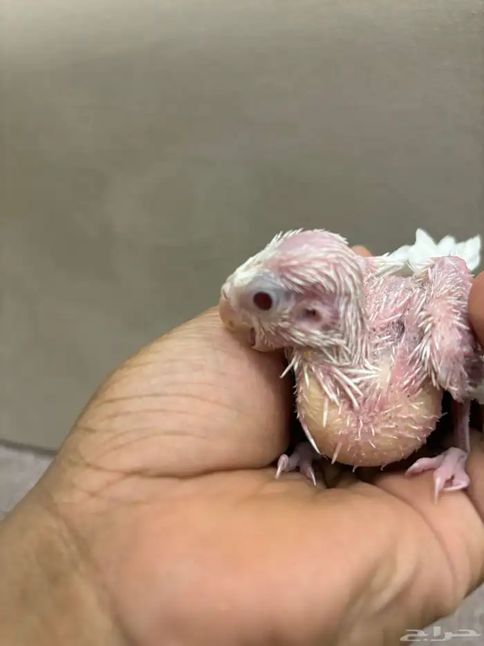 فروخ كروان البينو و لاتينو 7