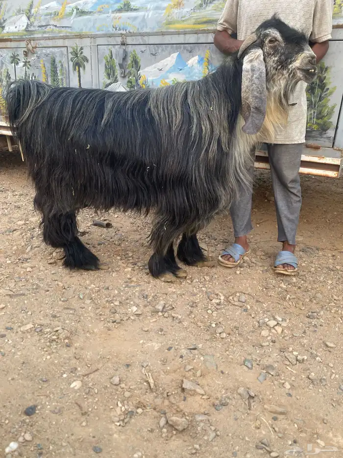 فحل عارضي اصيل صنف 0