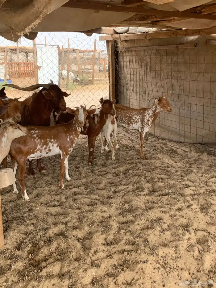 للبيع معزا جنوبية (تم البيع 7