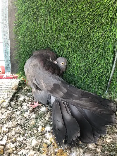 حمام  شماسي index