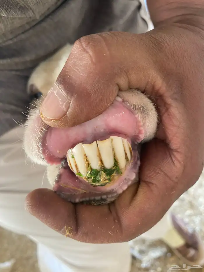 شاه سواكنية معها 2 طليان ورفيديه معها 2 طلي ورخل للبيع جمله 0