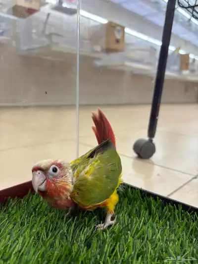 فرخ كنيور غر دبل رد فاكتور رد فيس index