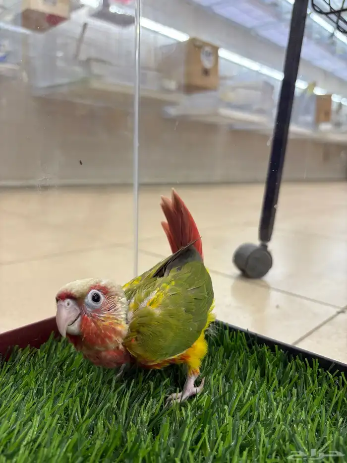 فرخ كنيور غر دبل رد فاكتور رد فيس وفيه طفرة يلو بايد 2