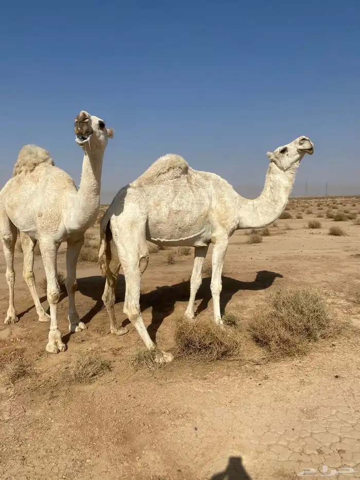 للبيع الناقه 0