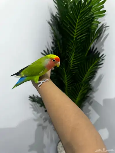 طير روز عمر8شهور على كلاام رعيه اول طير مشروط الجنس مجهول index