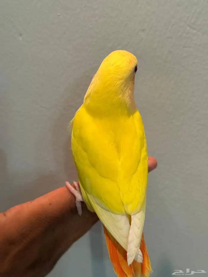 للبيع طيور روز اليفات ( تم البيع ) 5
