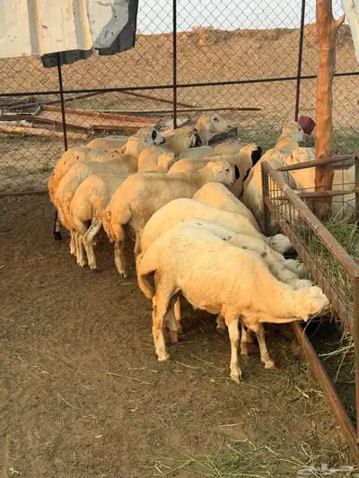 خرفان كباشة بلدي index