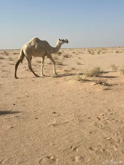 بكره لقيه index