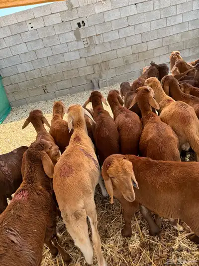 سواكن حمري index