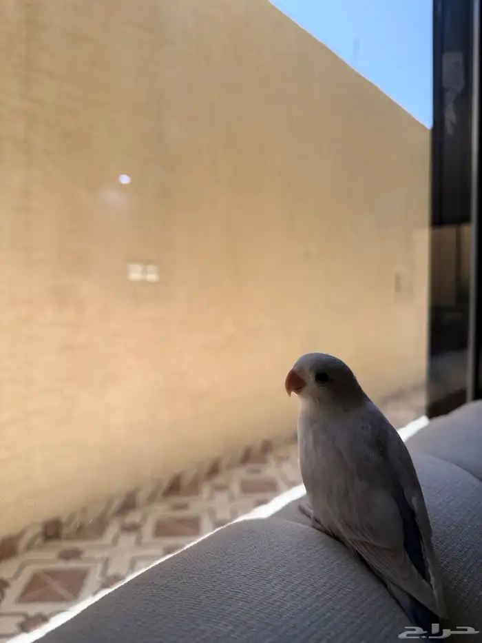 طير روز هدد خارجي داخلي أليف جدا ينطق بيكبو يعرف اسمه 2