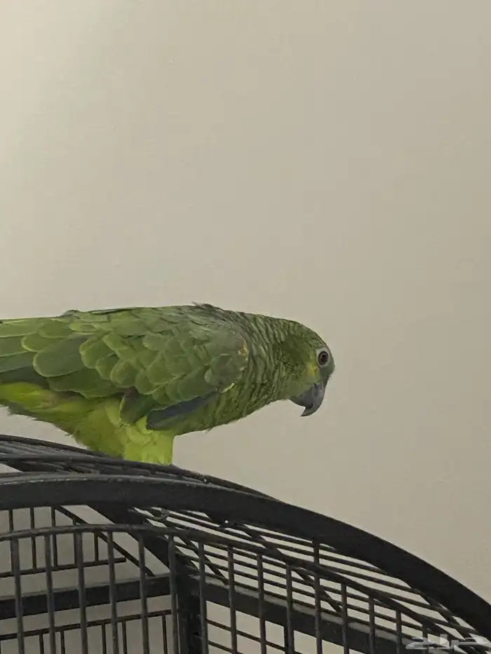 ببغاء بلوفرنتد أمازون اليف 1