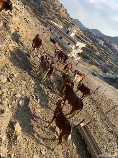 حسلان للبيع جمله 15 راس بسعر 3500 لرأس index