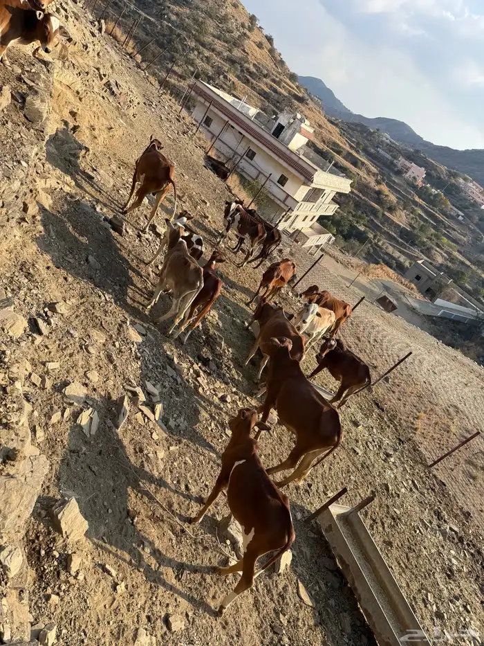 حسلان للبيع جمله 15 راس بسعر 3500 لرأس 0