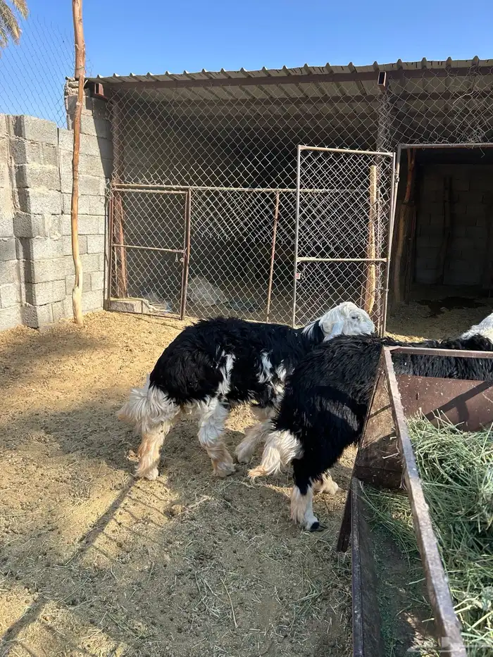 6 خرفان طيبات جذعات 7