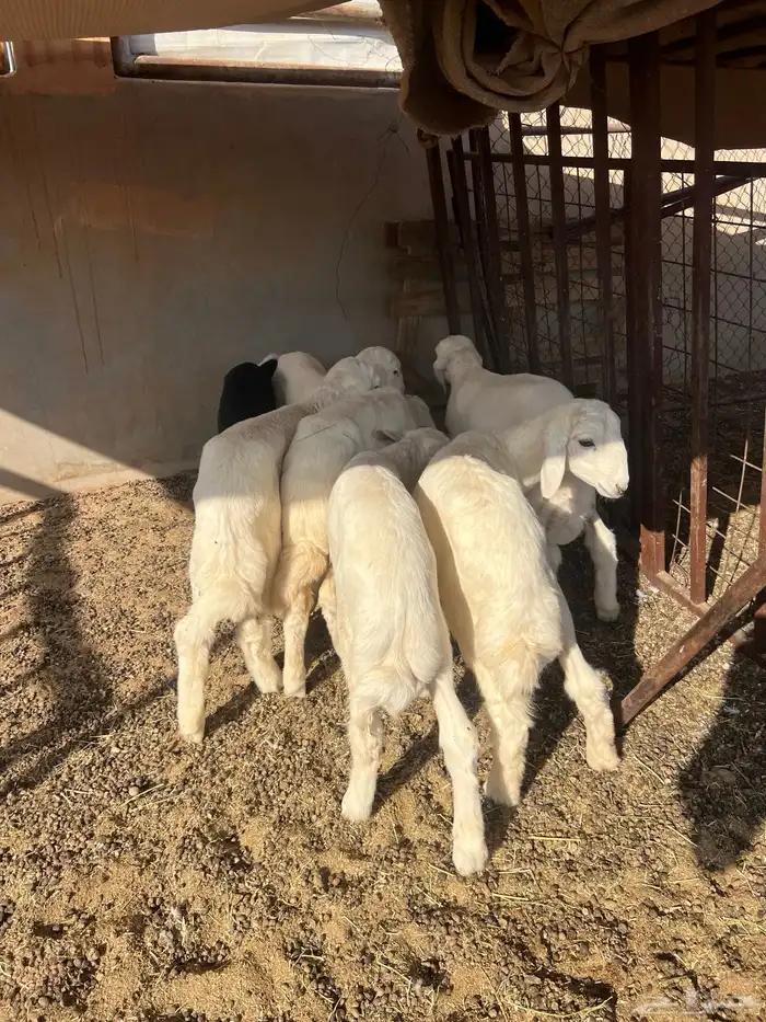 للبيع عنز دافع ربهم تربيه 1