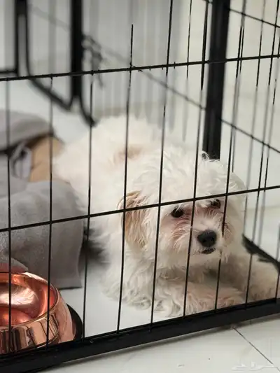 كلب مالتيز - انثى للبيع index