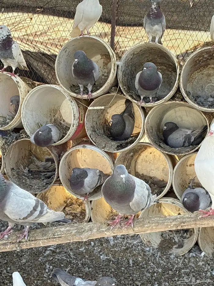 للبيع حمام سلفر سوبر جامبو 1