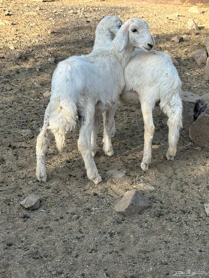 خروفين تربيه 4