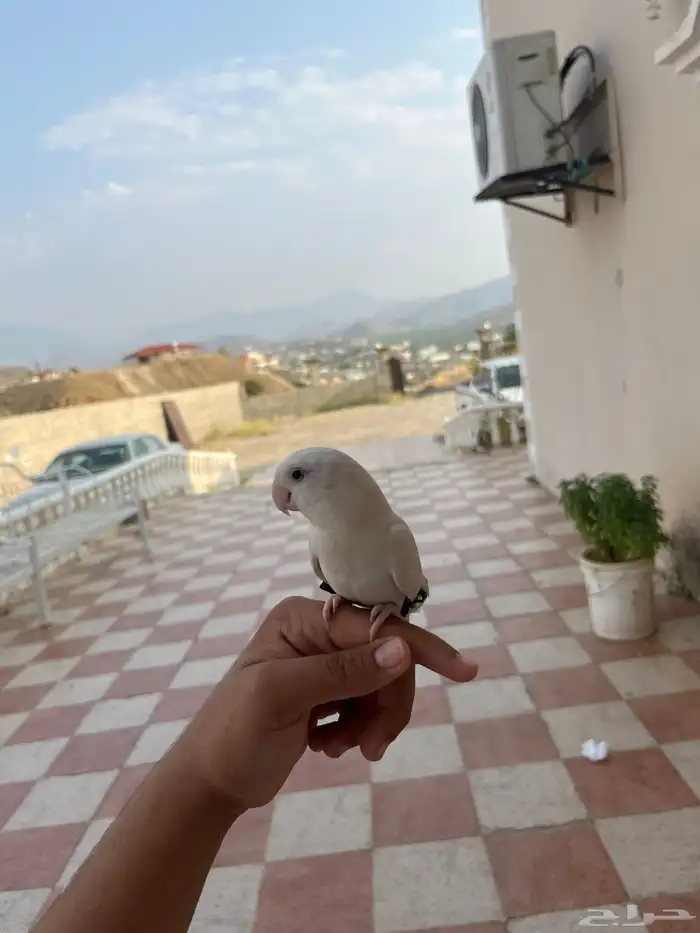 بغبغاء أروز للبيع الحد 250 قابل لتفاوض اط ير نوعن ما أليف 3