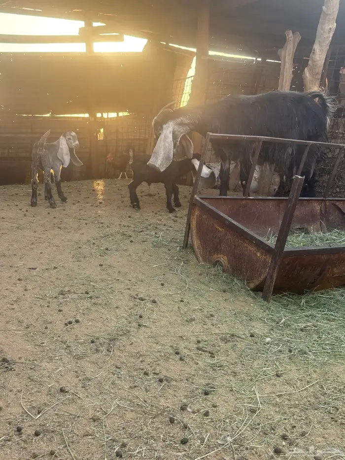 لبيع عنز عارضيه ااصل تحتها جفرتين 10