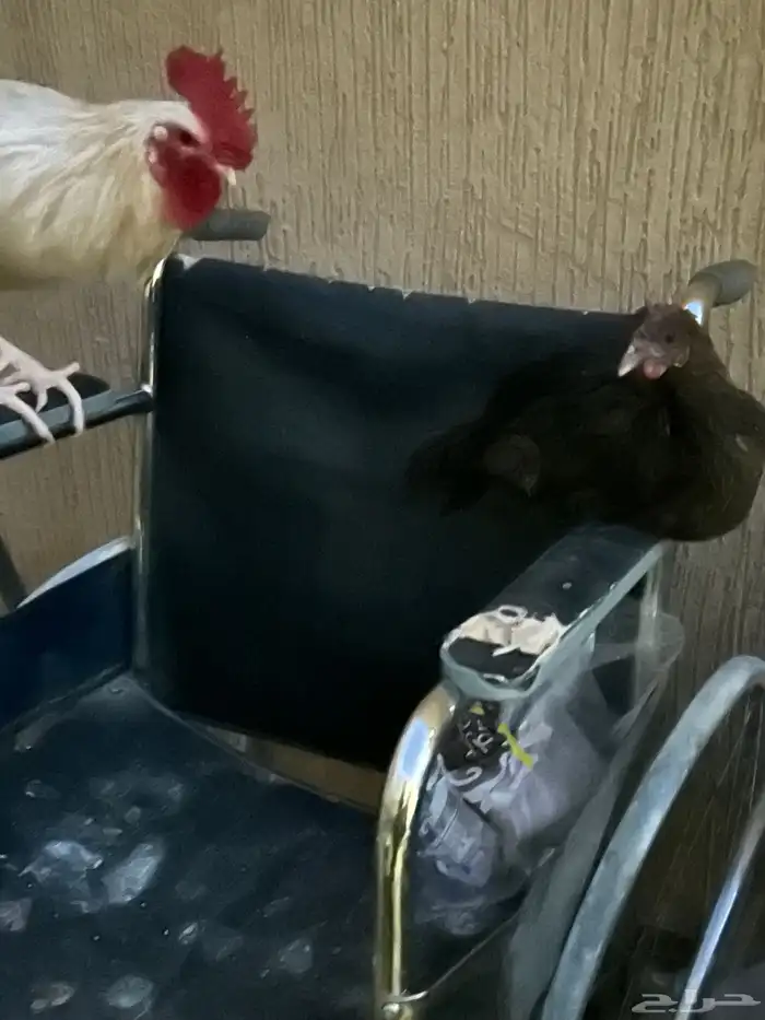 دجاجه وديك عربي 0