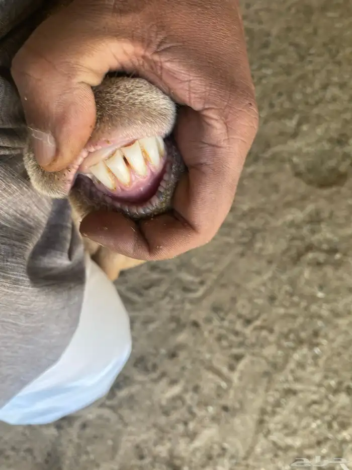 شاه سواكنية معها 2 طليان ورفيديه معها 2 طلي ورخل للبيع جمله 1