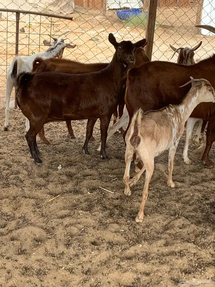 للبيع معزا جنوبية (تم البيع 5