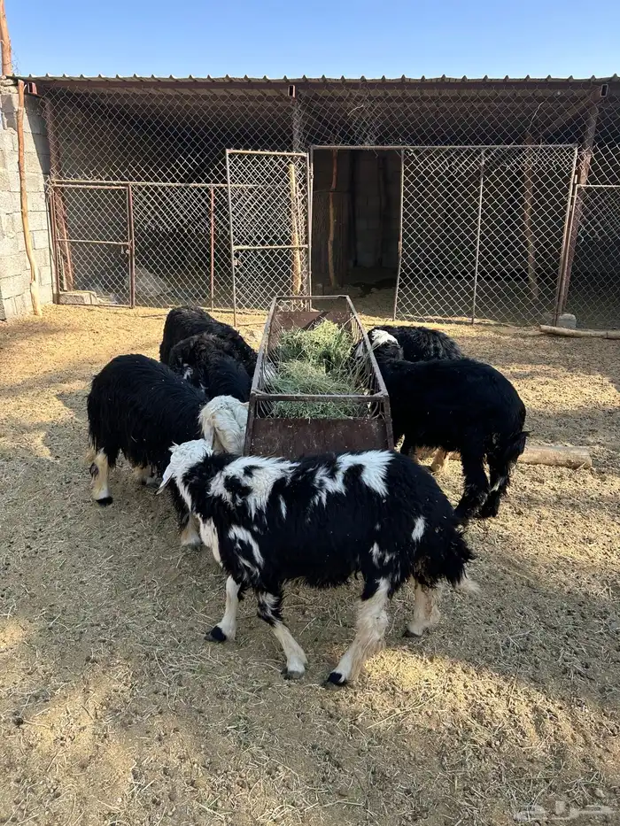 6 خرفان طيبات جذعات 6