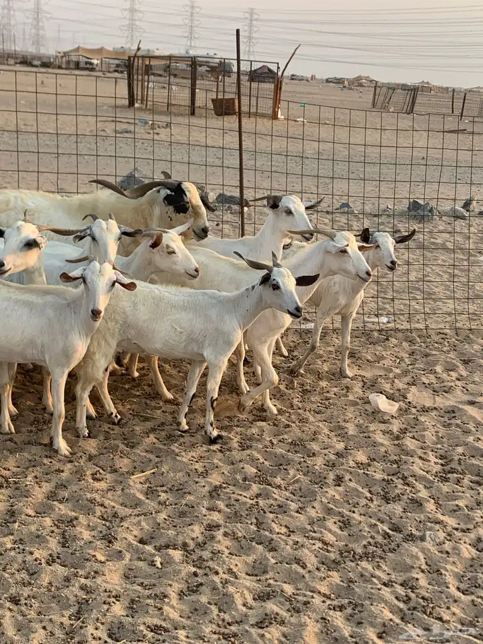 للبيع معزا بيشيات مواليد( تم البيع 4