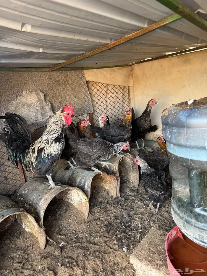 دجاج للبيع 73 حبه 3