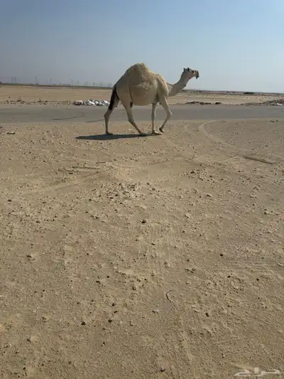 لقحه فاخره ماشاء الله تبارك الله للبيع index