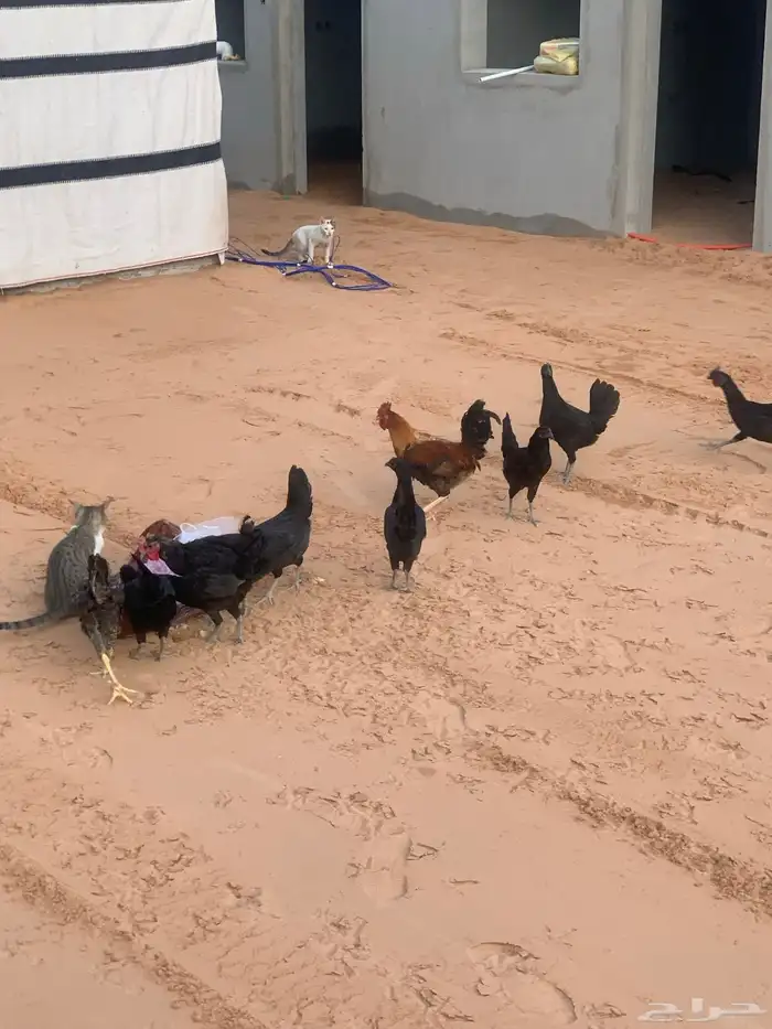 دجاج هجين تركي 2