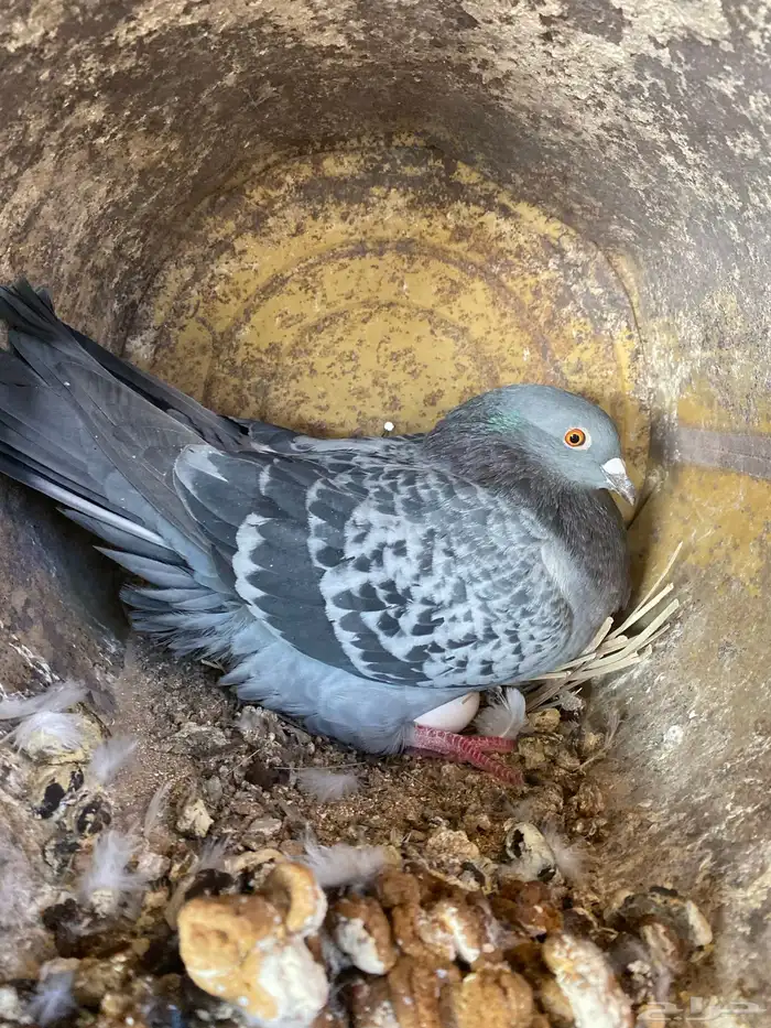 حمام مشكل فاخر سوبر جانبو 1