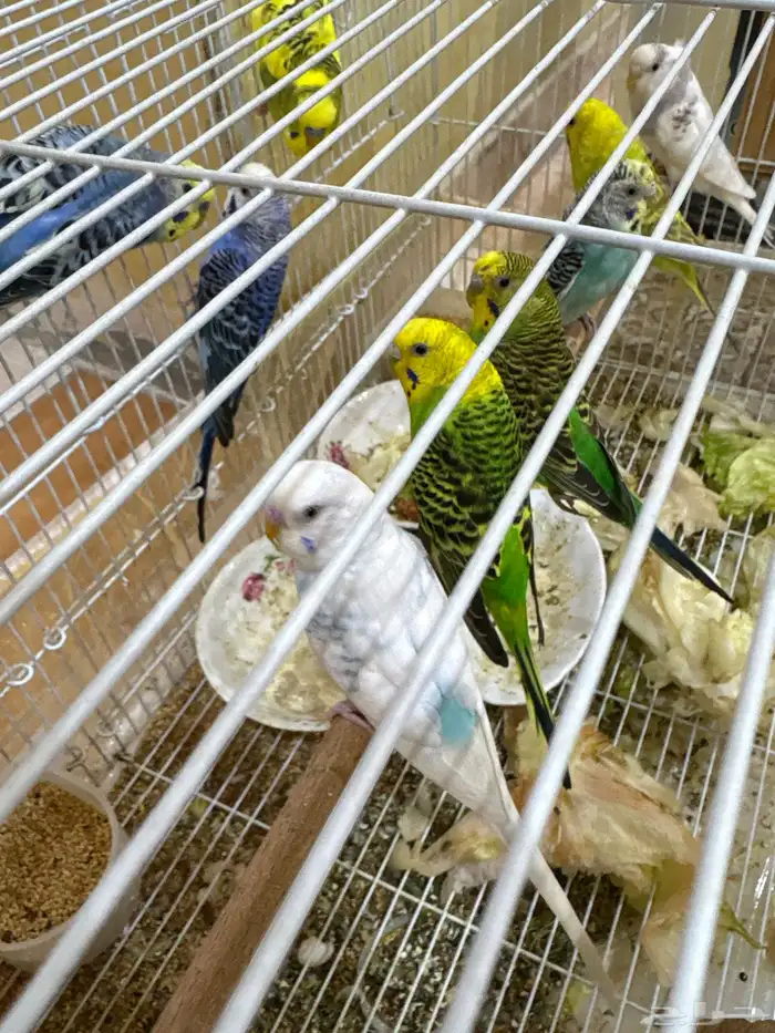 طيور للبيع 2