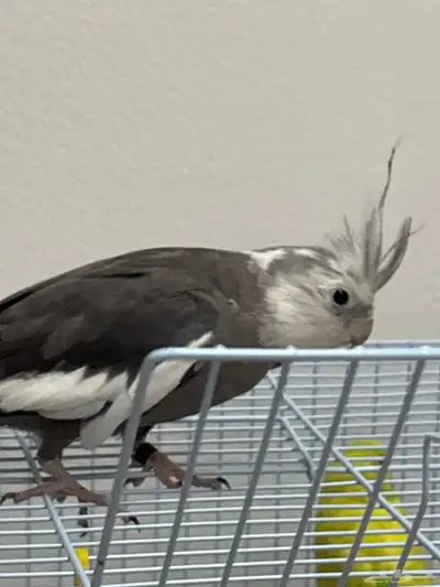 كروان ذكر index