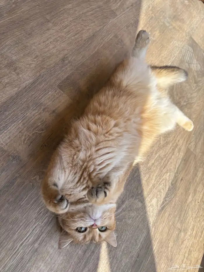 فندقة قطط مع CatsHotelRiyadh عروض حصرية 0