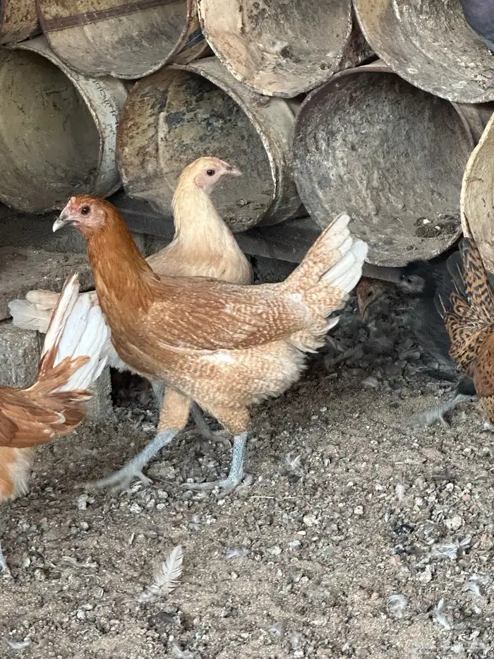 دجاج فيومي اورنج 2