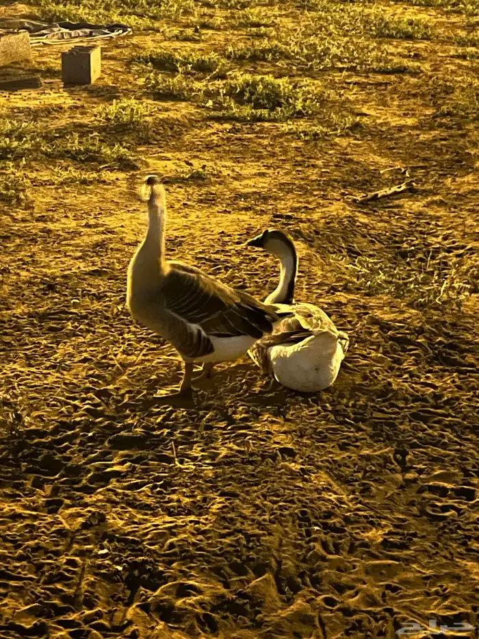 إناث وز عراقي اصيل بياض منتج ان شاءالله 0