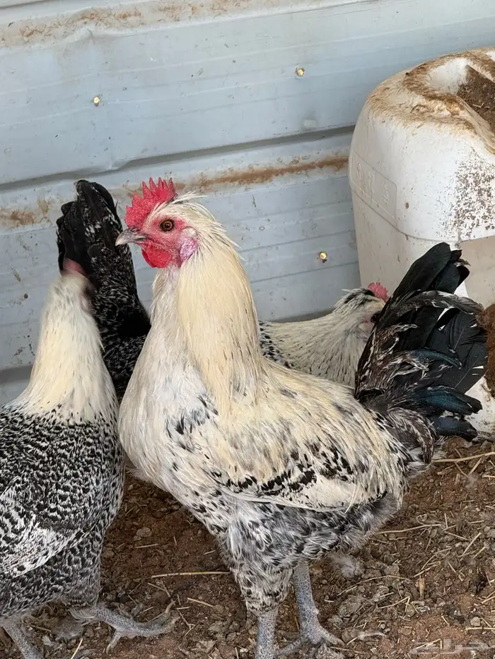 ديكه فيومي العدد3 0