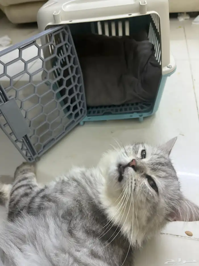 قط   للبيع أليف جدا ويصلح لتبني جدا حلو 2