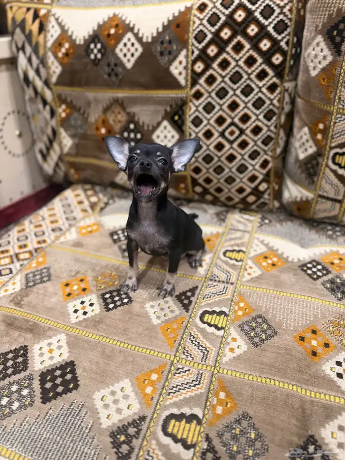 كلب تشيواو بيور 2