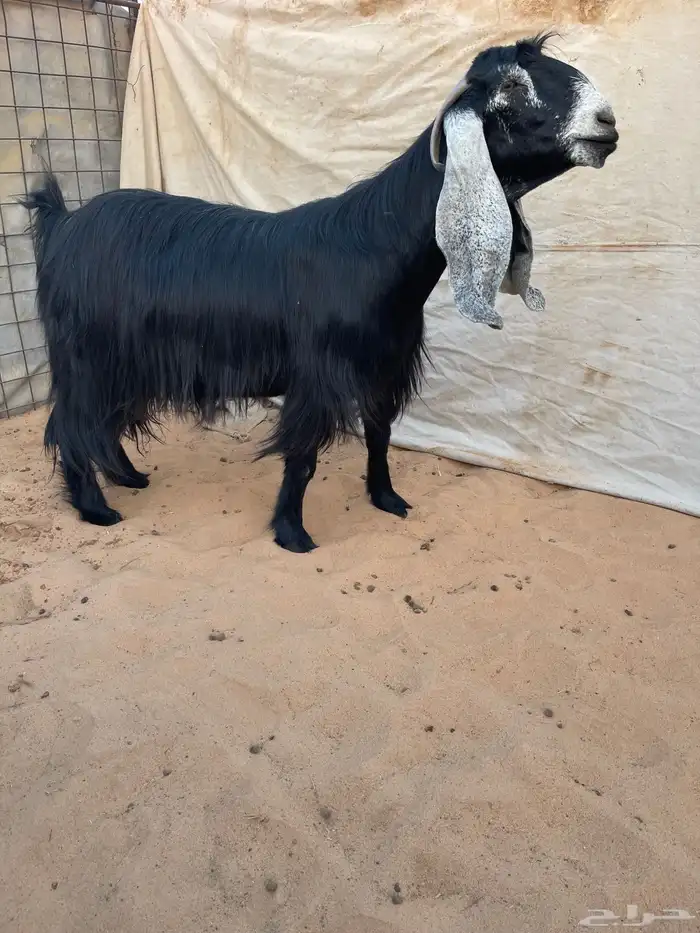 عرض بيع معزاء عوارض صنف 4