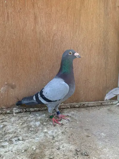 للبيع حمام زاجل سباق قطري index