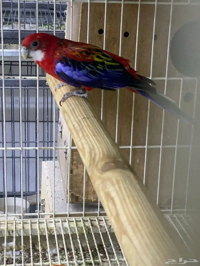 ذكر روزيلا بشهادته 3