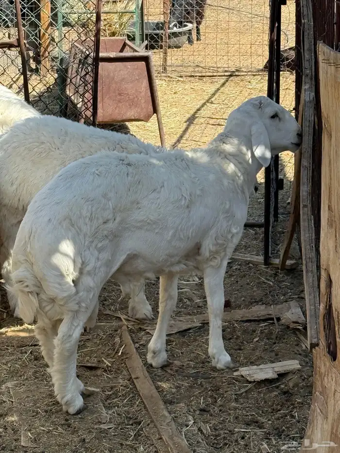 طليان. والتيوس ذبايح. 5