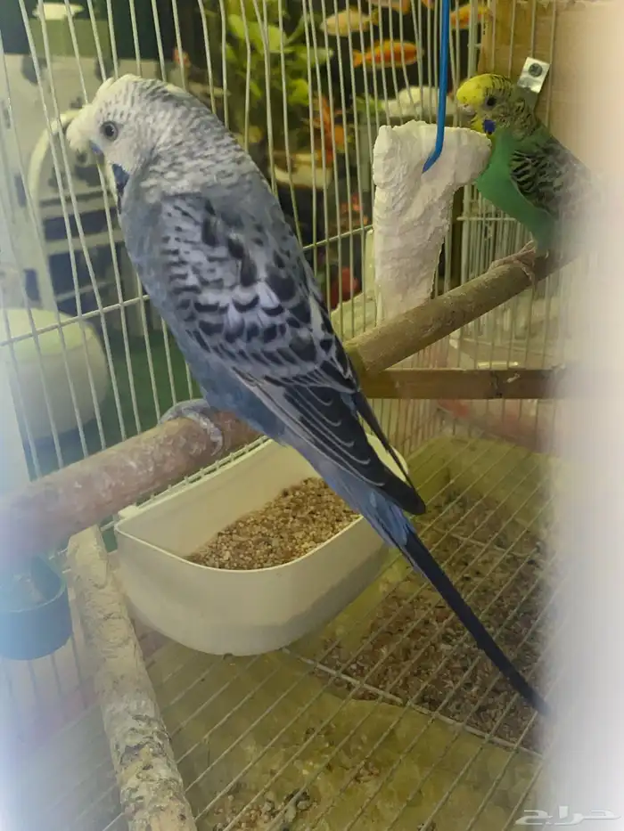 3 ازواج بادجي منتجه 1